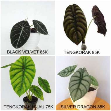 Paket Tanaman Alocasia Koleksi