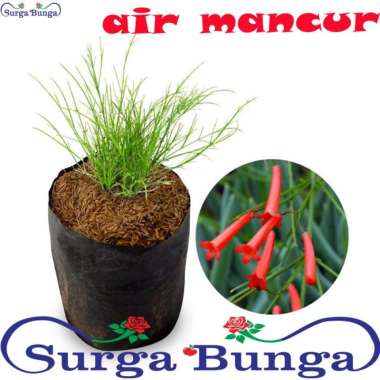 Tanaman Hias Air Mancur Merah - Bunga Air Mancur