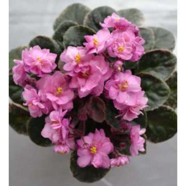 Bibit Tanaman Bunga Violces Pink Tumpuk