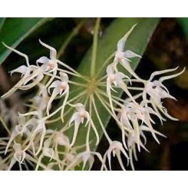 Anggrek spesies bulbophyllum laxiflorum - tanaman bunga anggrek