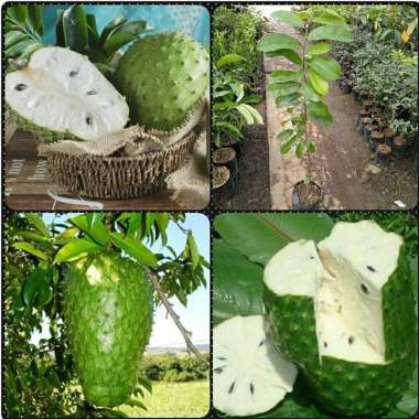 bibit tanaman sirsak madu Indonesia