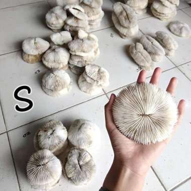 Batu karang laut asli natural coral anemon dekorasi ornamen aquarium L