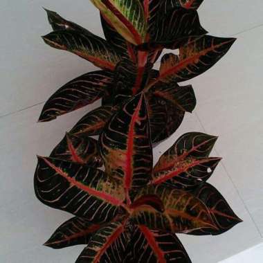 Induk Tanaman Aglonema Pride of Sumatra Aglonema red
