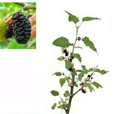 Pohon Buah Mulberry Bibit Tanaman Buah Murbei Cepat Berbuah