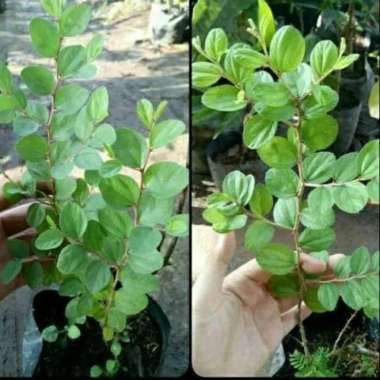 Pohon Bidara arab - bidara arap