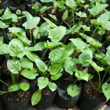 bibit keladi tikus tanaman herbal