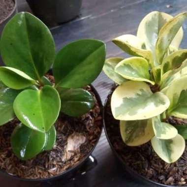 Paket Tanaman Paperomia varigata dan hijau