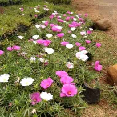 Tanaman hias sutra Bombay bunga besar - tanaman hias kerokot - sby