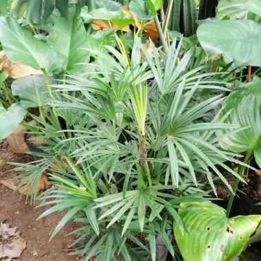 Tanaman Hias Palem Regu