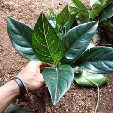 Aglonema Rotundum | tanaman hias aglonema |