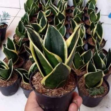 Tanaman Hias Lidah Mertua Mini Pagoda Sansevieria