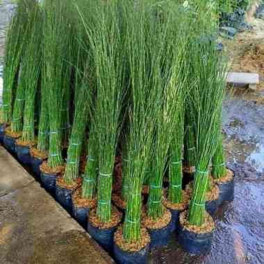 Tanaman hias bambu air - lidi air - tanaman air