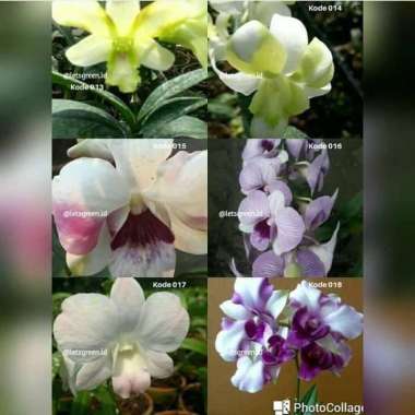 pohon anggrek - tanaman hias anggrek dendrobium