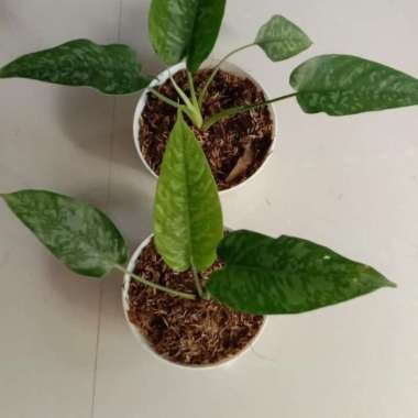 Tanaman homalomena army | green army caladium | tanaman