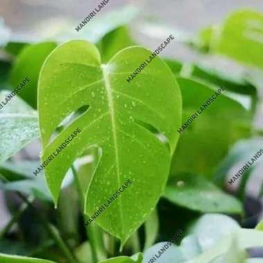 Tanaman Hias Monstera Deliciosa - Pohon Monstera Deliciosa
