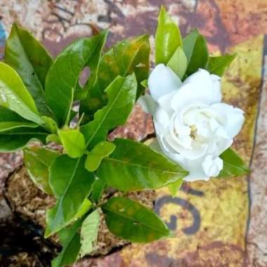 Tanaman Hias Kaca Piring - Gardenia Bunga putih