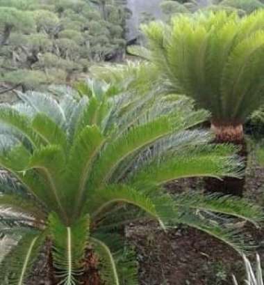 tanaman hias Pohon Palem Sikas tinggi satu meter