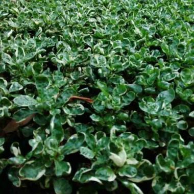 Tanaman Krokot Merah