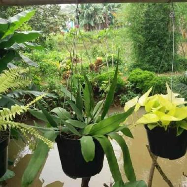 Tanaman Gantung Wijaya Kusuma Bunga Putih.
