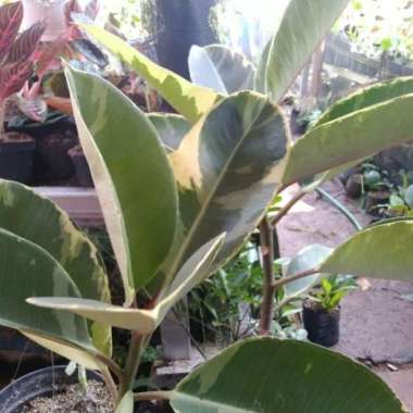Tanaman Hias Ficus Karet Kebo Variegata