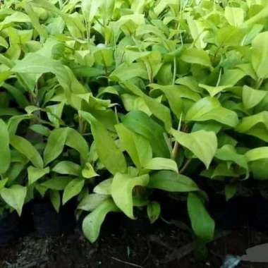 Tanaman Hias Sirih Gading Centong Kuning