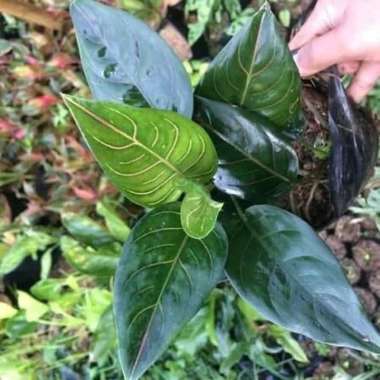 tanaman hias aglonema rotundum/ bunga aglonema rotundum