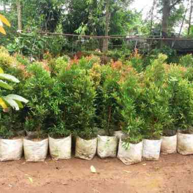 Pohon Pucuk Merah 1Meter.