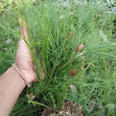 Tanaman Gantung Pohon Bunga Air Mancur