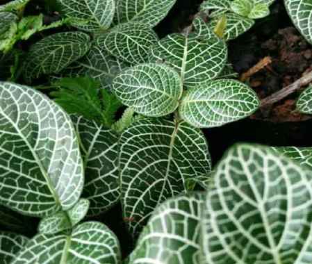 tanaman hias gantung episcia mutiara