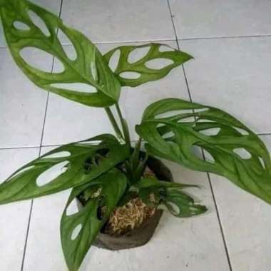 Tanaman Janda Bolong (Daun bolong) monstera obliqua