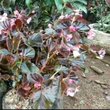 Pohon Begonia daun hijau Bunga merah - Tanaman Hias Begonia
