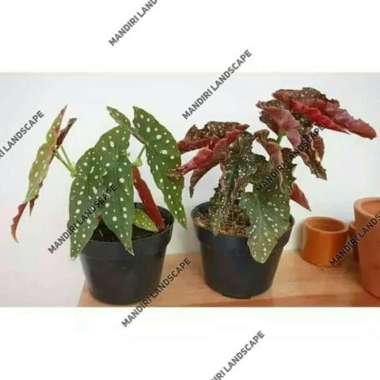 Paket 2 Tanaman Hias Indoor Begonia