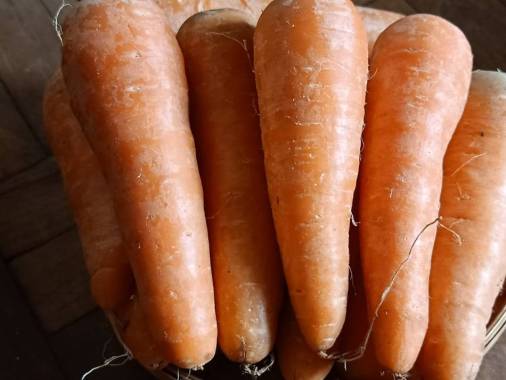 Jual Wortel Buah Murah Harga Promo Blibli Com