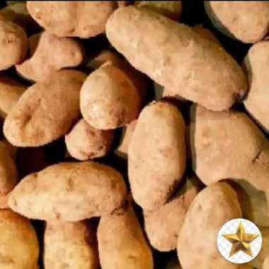 Kentang kuning dieng 1kg