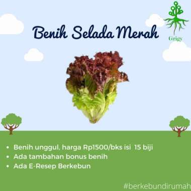 BENIH SELADA MERAH, BIJI SELADA MERAH, BIJI SELADA