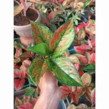 ( COD ) TANAMAN HIAS AGLONEMA HENGHENG
