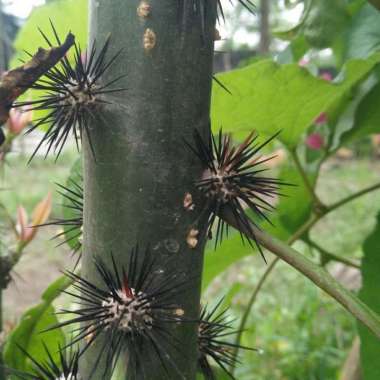 Daun Tujuh Jarum Bibit Tanaman Herbal Daun Tujuh Duri