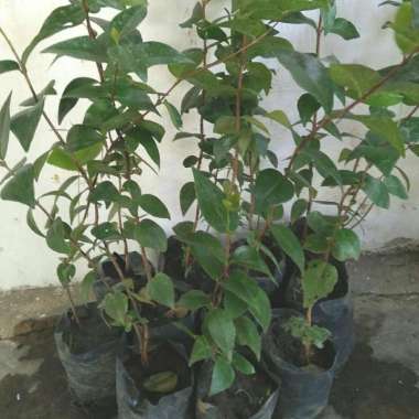 Bibit Buah Dewandaru || Cermai Merah || Cermai Belanda Murah