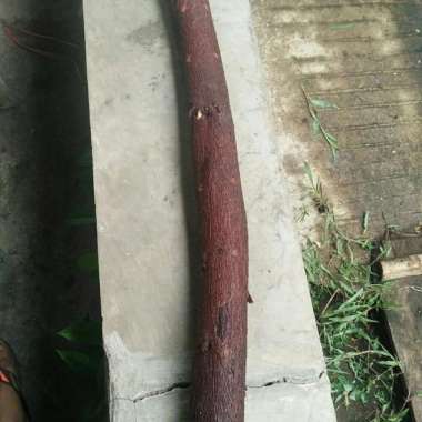 Kayu Bidara Media Ruqyah Potongan Pohon Bidara Murah Panjang