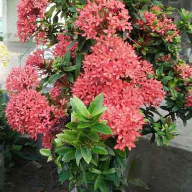 Bunga Asoka Merah Merona