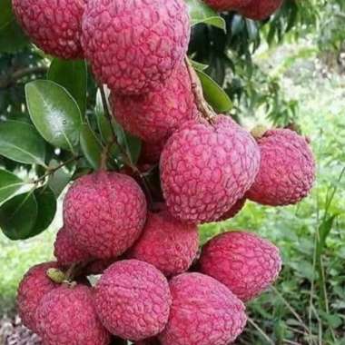 bibit buah leci merah cangkok