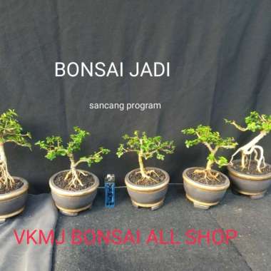 bonsai sancang mame small siap pajang