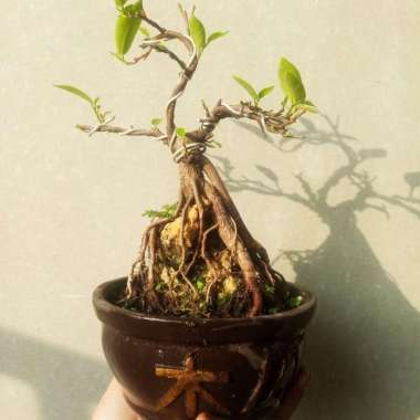 bonsai iprik /preh