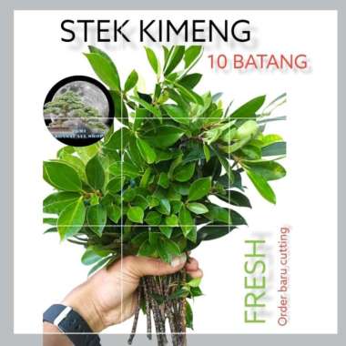 stek kimeng 10 batang /bahan bonsai