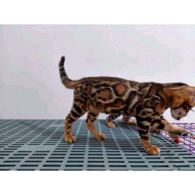 Harga kitten hot sale bengal