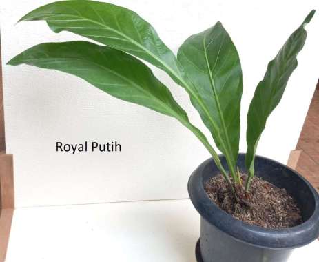 TANAMAN HIAS ANTHURIUM HOKERI JUMBO DAUN TINGGI TEBAL