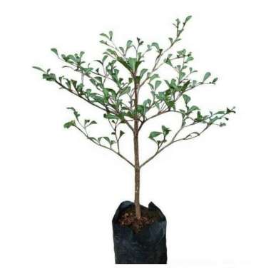 Bibit Pohon Ketapang Kencana Hias