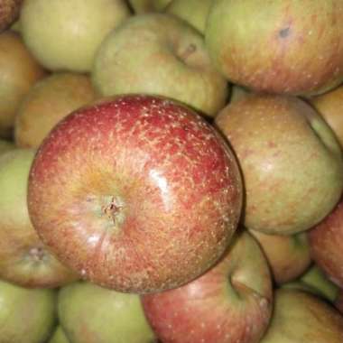 APEL MALANG APEL LOKAL APEL BUAH SEGAR