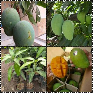 Azzahra berkah bibitku Mangga Gadung Bibit Tanaman Indonesia