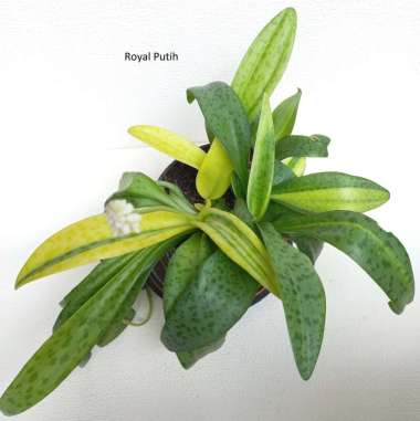 TANAMAN HIAS LIDAH KATAK VARIGATA / LIDAH KATAK VARIEGATA